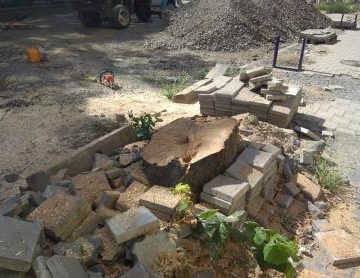 Фирма-агрессор в Ужгороде демонстративно срубила многолетнее липовое дерево (ФОТО)