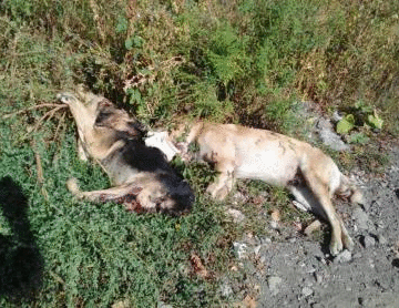 Мурашки по коже: В Ужгороде нашли изуродованные трупы животных (ФОТО +18)