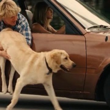 Не только «Хатико»: лучшие фильмы о питомцах в День собак