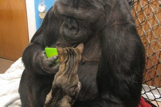 Умерла горилла Коко, которая понимала речь и общалась на языке жестов
