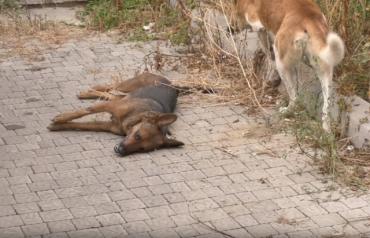 Убили двух собак: В Мукачево урод разбрасывает по улицам яд для животных (ВИДЕО)