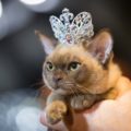 Мисс-кис 2018: в Ужгороде будут выбирать лучшую кошку года (АНОНС)