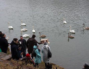 Без всякого пиара: чиновники Ужгородского горсовета кормили лебедей (ФОТО)